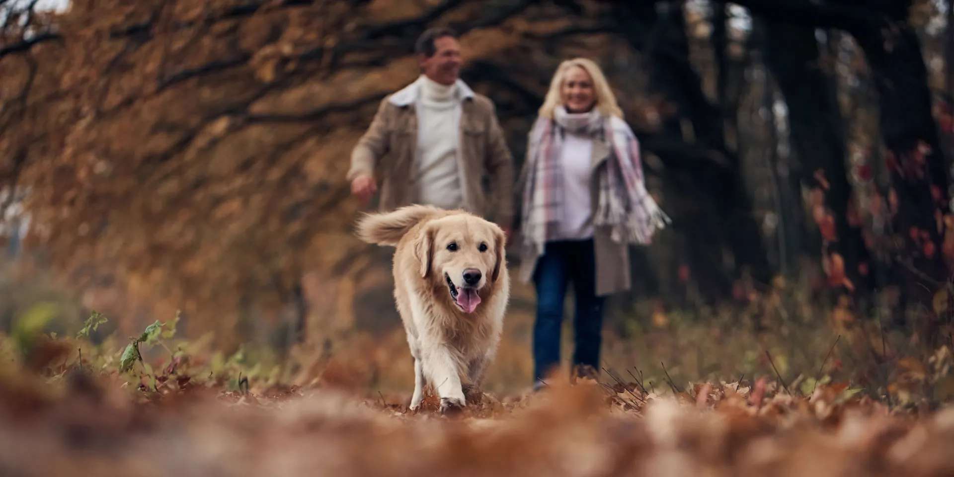 Dog friendly walks in and around Sawley